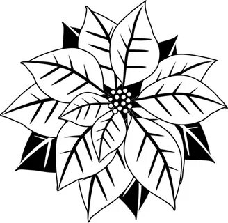 Download High Quality poinsettia clipart outline Transparent