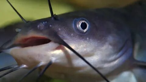 A Senate Catfight Over Catfish : The Salt : NPR