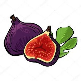 Vector fig isolated background Stock Vector Image by © musey