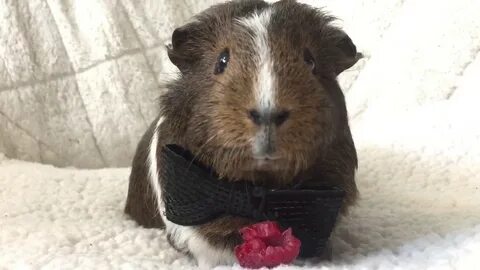 Dandy the guinea pig eating a raspberry while wearing a bowt