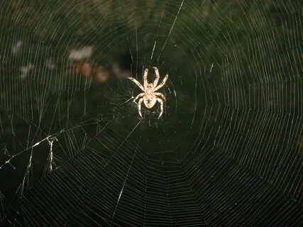 File:Orb Weaving Spider.Jpeg - Wikimedia Commons