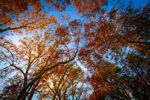 Free Images : tree, sky, nature, branch, autumn, woody plant