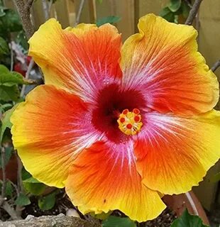 Amazon.com: hardy hibiscus perennial