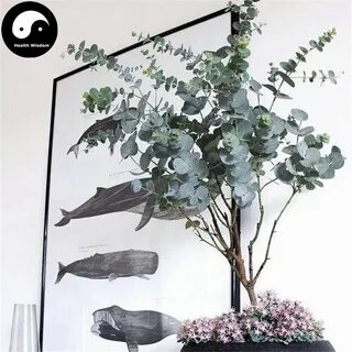 Buy Silver Dollar Tree Seeds 60pcs Plant Eucalyptus Cinerea 