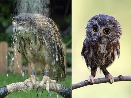 Wet Owls - So Adorable! 🐭 the tamouse pages