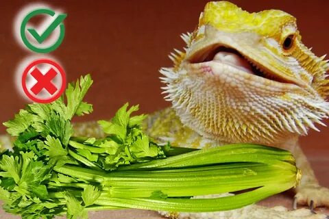 Can bearded dragons eat celery? ( Complete Guide) - The Pet 