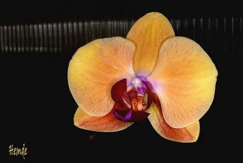 Gallery.ru / Фото #15 - орхидные - KsenaR