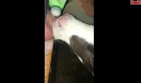 Calf Sucks Mans Penis - Sex Porn