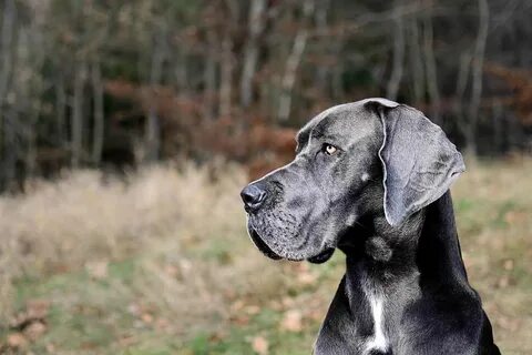 Great Dane (character, diet, care)