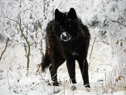 black wolf Melanistic animals, Animals wild, Wolf dog