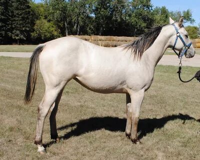 Buttermilk Buckskin Quarter Horse For Sale - Derrick Davenpo