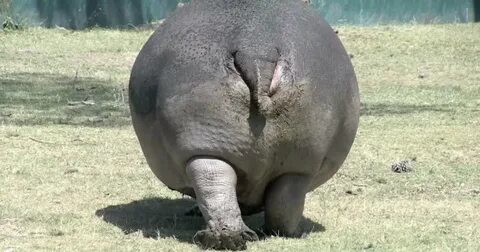 Hippos look funny when you pretend their ass is their face -
