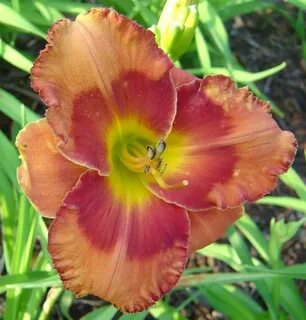 PlantFiles Pictures: Daylily 'Spacecoast Firestarter', 1 by 