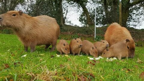 Our capybara babies have been named! - Dartmoor Zoo