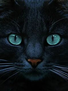 Blue Is The Night by Joachim G Pinkawa Beautiful cats, Cats,