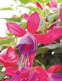 Fuchsia Bella 'Susanna' - Tesselaar