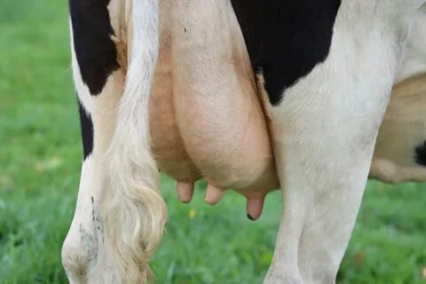 You Don’t Want Cow Udders after Your Mommy Makeover, Right?