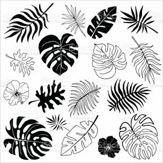 Isolated silhouettes of tropical palm leaves, jungle leaves.