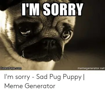 I'M SORRY CutestPagecom Memegeneratornet I'm Sorry - Sad Pug