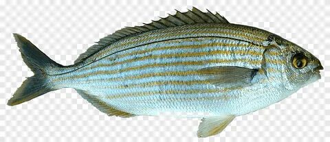 Laut Mediterania Memancing Salema porgy, fish, hewan, makana