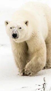 Polar Bear Wallpapers - 4k, HD Polar Bear Backgrounds on Wal