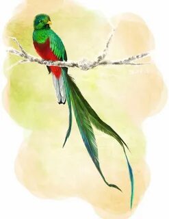 graphic quetzal - Google Search Quetzal tattoo, Hand art dra