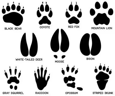 Pics Of A Panther Paw Print - Сток картинки - iStock