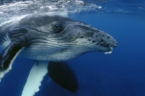 Спасите синего кита: goodspb - ЖЖ