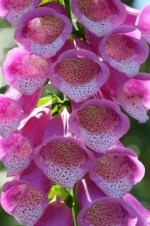 File:Close-up of foxglove flower spike (Digitalis purpurea).