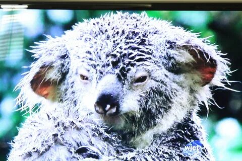 Wet koala doesnt aprove Cute creatures, Cute animals, Animal