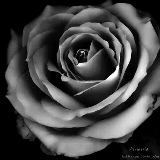 Rosa en blanco y negro Al-meria Flickr