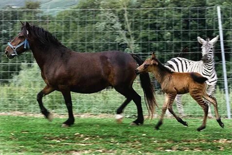 The 14 Coolest Hybrid Animals Zorse, Horses, Animals