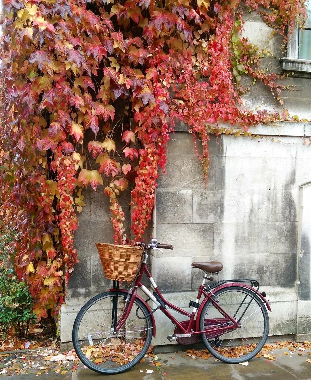 Hanna сделал(-а) публикацию в Instagram: “November in Cambridge: still plen...