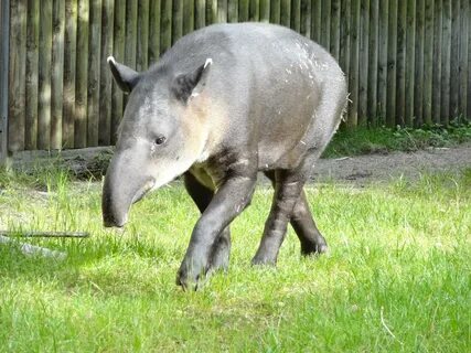 Baird's tapir - ZooChat
