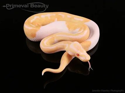 Pastel Albino Piebald Ball python, Albino, Snake lovers