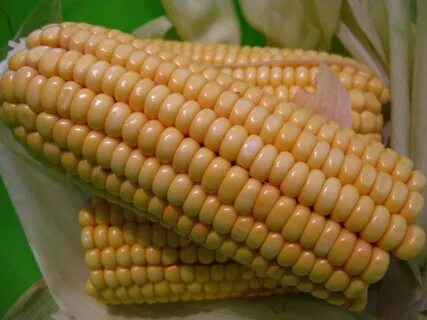 Sweet Corn - Learn About Nature