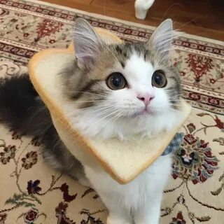 bread cat Cute cats and dogs, Cats, Kittens cutest