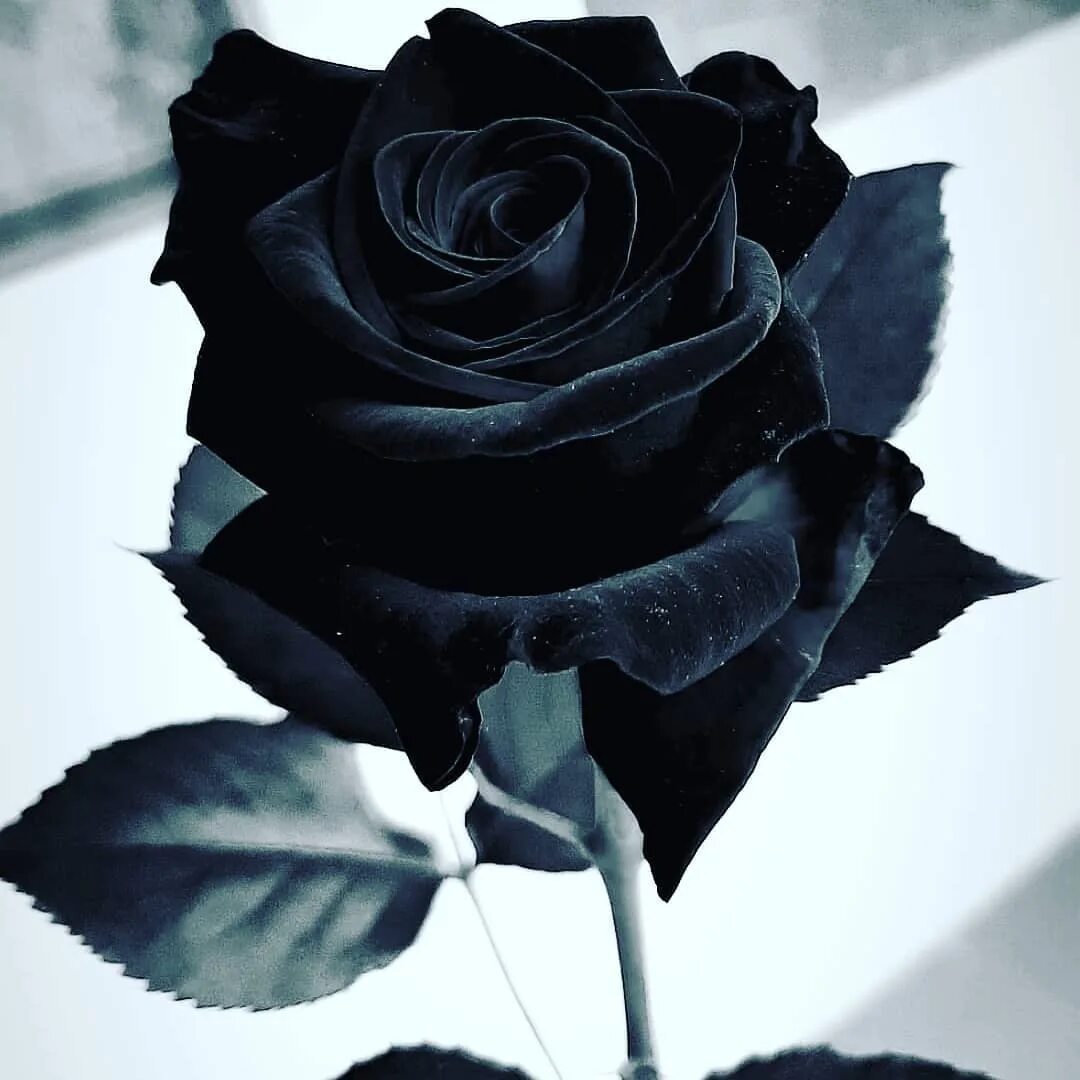 черная роза стим фото 83
