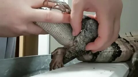 Iguana pimple pop part 1 (read below) - YouTube