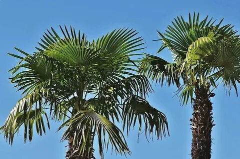 Royalty free fan palm trees photos Pikist