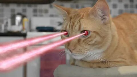 Cat with laser eyes - YouTube