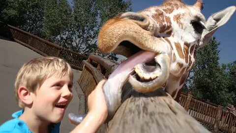 Touching a HUGE Giraffe Tongue! - YouTube