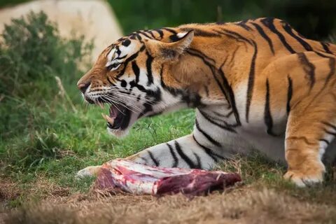 Hungry for Humans: What's Behind Deadly Animal Attacks? Wild