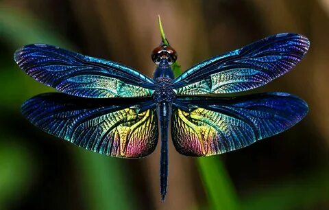 Стрекозы Южной Америки Imagenes de libelulas, Bellos insecto