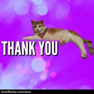 51 Nice Thank You Memes With Cats Thank you memes, Cute love