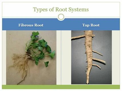 Parts of the Plant and Their Function - ppt download