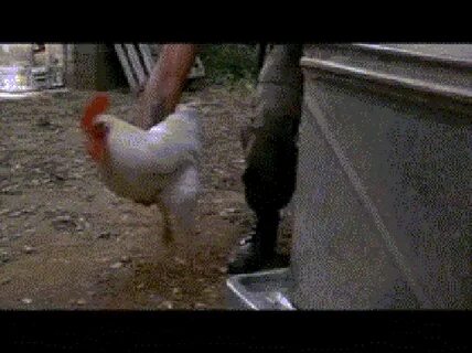 Chickens? - General Discussion - DayZ Forums
