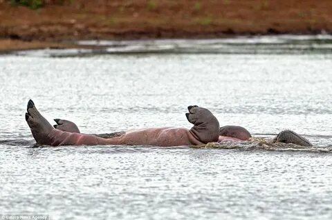 Not-so-tiny dancer! Hippo appears to practice synchronised s