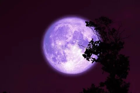 Purple Buck Moon on Night Red Sky Back Silhouette Tree Stock