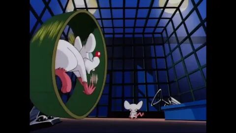 Pinky and the Brain... and Larry Theme Song - YouTube